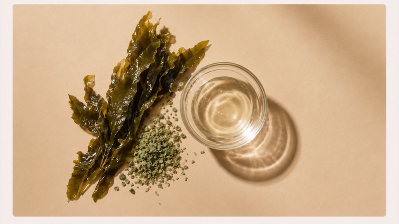 Sea Kelp